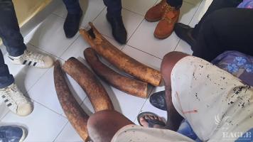 A trafficker arrested with 2 elephant tusks