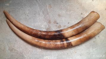2 ivory traffickers arrested with 2 elephant tusks