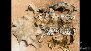A trafficker arrested with a leopard skin
