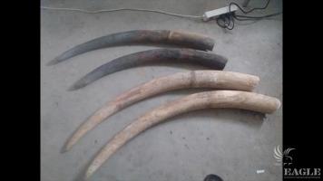 5 traffickers arrested with 4 elephant tusks
