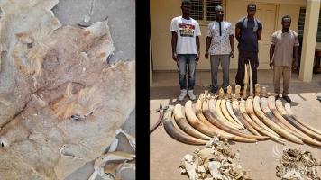 4 traffickers arrested with 21 tusks and 13 ivory statues