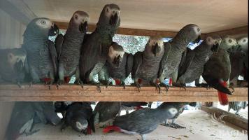5 traffickers arrested with 126 African grey parrots