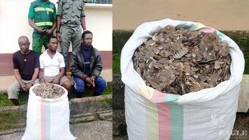 3 traffickers arrested with 78 kg of pangolin scales