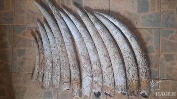 3 traffickers arrested with 12 elephant tusks