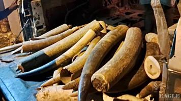 9 traffickers arrested in Gabon with 21 elephant tusks