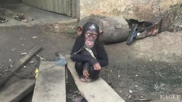 An ape trafficker arrested and a baby chimpanzee rescued