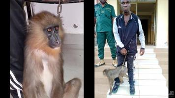 2 traffickers arrested with a young mandrill