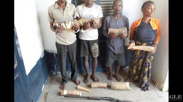4 traffickers arrested with an elephant tusk and 5 ivory pieces