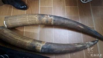 2 traffickers arrested with 2 elephant tusks