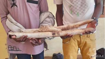2 traffickers arrested with 2 tusks and a half