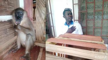 A primate trafficker arrested and a drill rescued