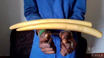 A trafficker arrested with 2 elephant tusks