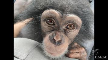 2 ape traffickers arrested and a baby chimp rescued