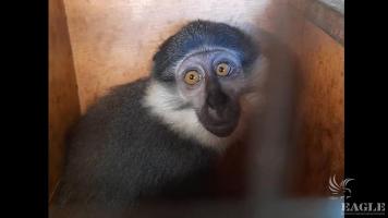 Smuggling of 40 primates stopped