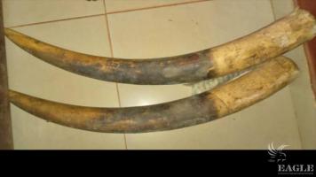 3 traffickers arrested with 2 elephant tusks