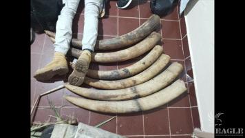 3 traffickers arrested with 6 elephant tusks
