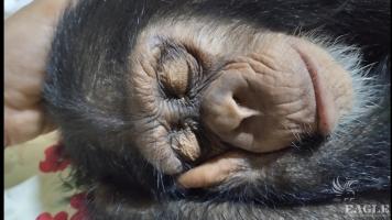 An ape trafficker arrested and a baby chimp rescued