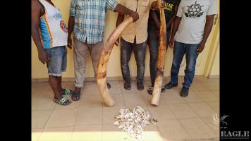 4 traffickers arrested with 2 elephant tusks