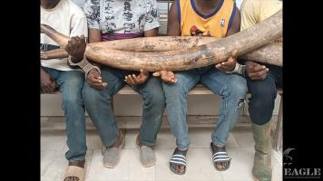 4 traffickers, including a veteran soldier, arrested with 2 elephant tusks