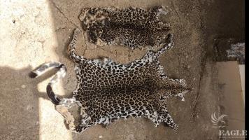 A trafficker arrested with 2 leopard skins