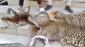 2 traffickers arrested with 2 leopard skins and 5 kg of  pangolin scales