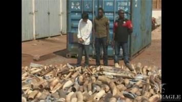 Arrest of 3 major traffickers of ivory