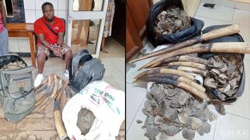 An ivory trafficker arrested with 8 elephant tusks and 52kg giant pangolin scales