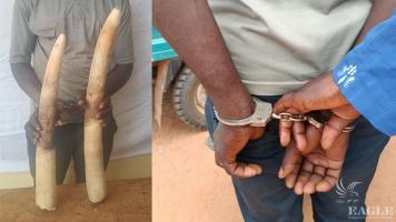 An ivory trafficker arrested with 2 elephant tusks