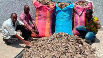 3 major ape traffickers arrested with 372 kg of pangolin scales