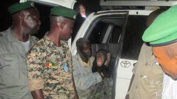 June 23, 2014: Trafficker arrested with one chimpanze in a National Park