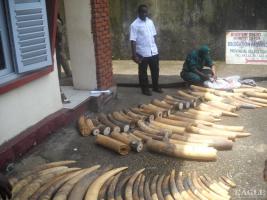 September 2009, Cameroon: 2 tonnes of ivory seized in an operation in Duala