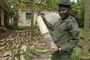 September 2009, Cameroon: 2 tonnes of ivory seized in an operation in Duala