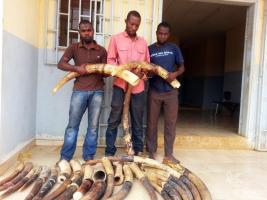 December 2014, Gabon: Arrested in Libreville for ivory trafficking by gendarmeries. 29 ivory tusks totaling 110 kg were seized. 