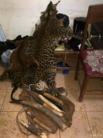 November 2014, Gabon: Arrest of 2 wildlife traffickers with 6 ivory tusks, a leopard skin and an African golden cat.