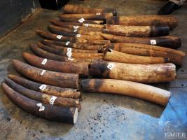 January 2015: Cameroon: A significant ivory trafficker was arrested in Djoum, with 18 raw elephant tusks.