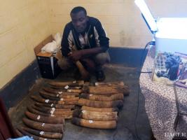 January 2015: Cameroon: A significant ivory trafficker was arrested in Djoum, with 18 raw elephant tusks.