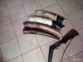 February 2015, Gabon: 2 arrested for ivory trafficking