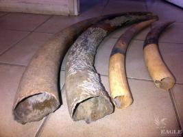 March 2015, Gabon: One trafficker arrested for ivory trafficking, 4 tusks seized 