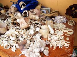 January 2015, Togo: Seizure of 35 kg of ivory, one trafficker arrested