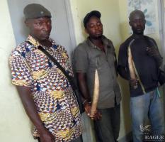 February 2015, Cameroon: 3 arrested for ivory trafficking 