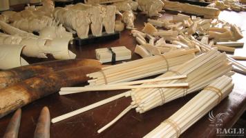July 2004, Cameroon:  Chinese connection exposed, ivory traffickers arrested