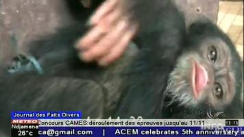A live chimp found among over 30 chimp skulls and limbs - video
