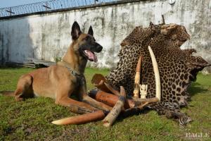 The dogs are trained to identify ivory, skins, bushmeet and pangolin scales, but also weapons and ammunition © PALF