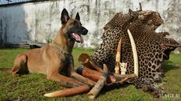 Sniffer dogs in action to save elephants