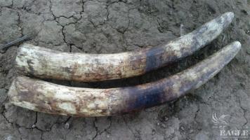 An ivory trafficker arrested with 2 elephant tusks