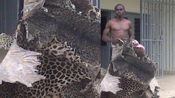 A trafficker arrested with leopard skins