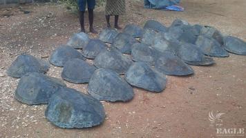 2 traffickers with 26 sea turtle shells arrested