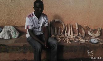 A trafficker arrested with 30 kg of hippo ivory