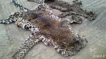 2 traffickers arrested with 2 leopard skins