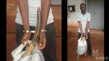 An ivory trafficker arrested